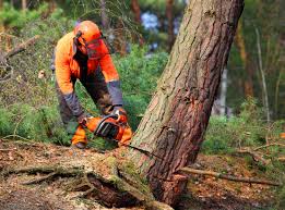 Reliable Louisville, IL Tree Removal and Landscaping Services Solutions